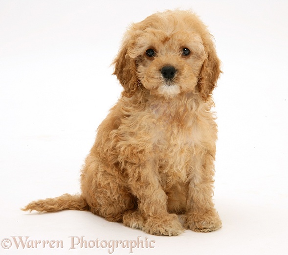 American Cockapoo puppy, 8 weeks old, white background