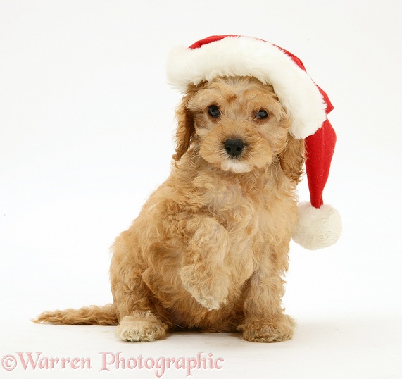 American Cockapoo puppy, 8 weeks old, wearing a Father Christmas hat, white background