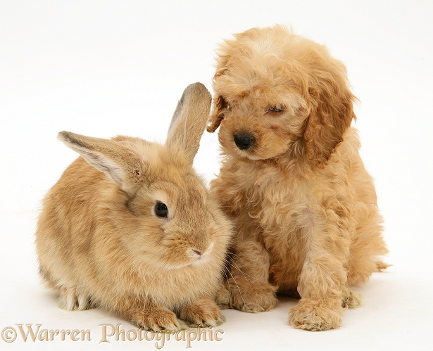 American Cockapoo puppy, 8 weeks old, with sandy Lionhead-cross rabbit, white background