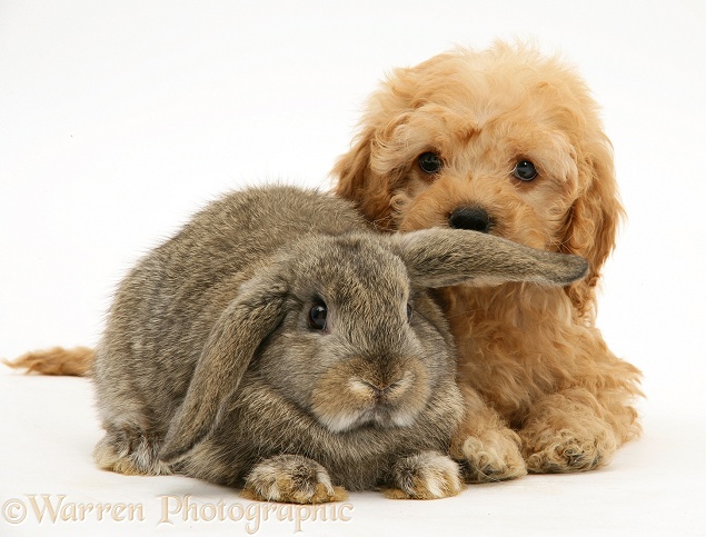 American Cockapoo puppy, 8 weeks old, with agouti Lop rabbit, white background