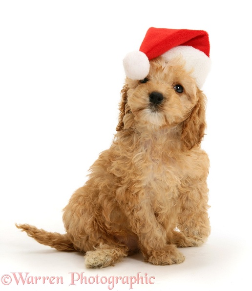 American Cockapoo puppy, 8 weeks old, wearing a Father Christmas hat, white background