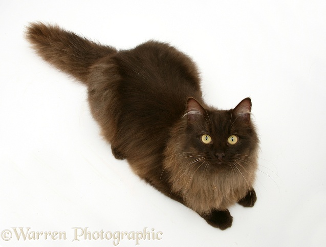 Fluffy dark chocolate Birman-cross cat looking up, white background