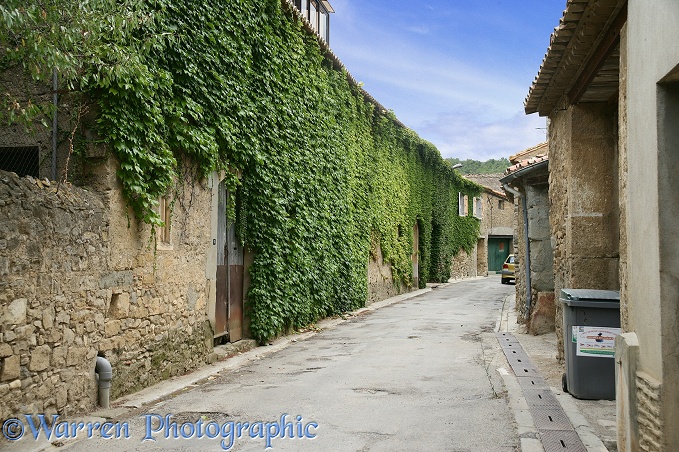 Street and wall covered in Boston Ivy (Parthenocissus tricuspidata).  Mailhac, France