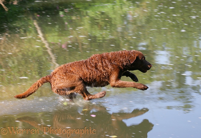 Chesapeake Bay Retriever dog, Teague, leaping into water