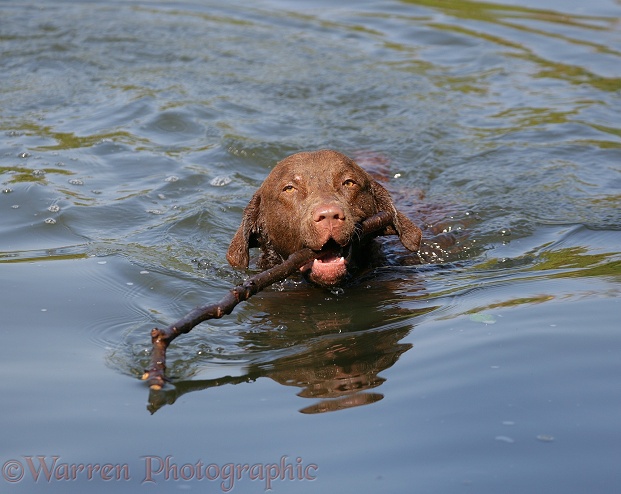 Chesapeake Bay Retriever dog, Teague, retrieving a stick from water