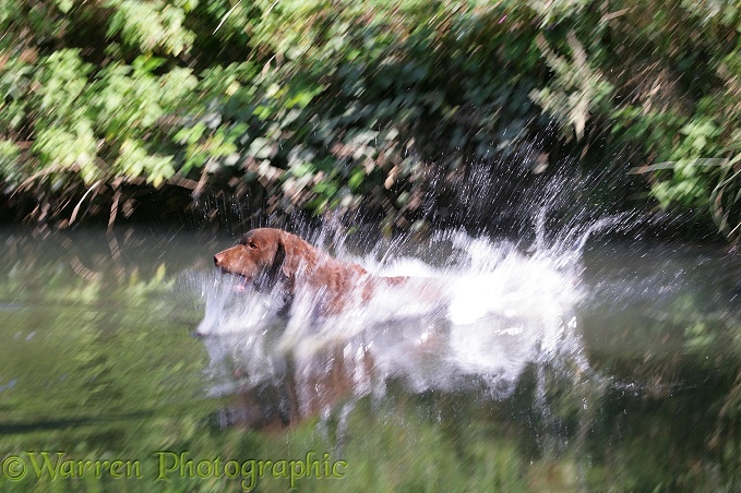 Chesapeake Bay Retriever dog, Teague, leaping into water