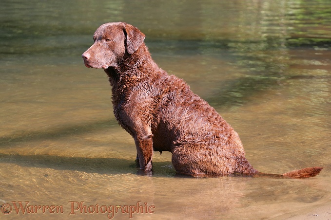 Chesapeake Bay Retriever dog, Teague