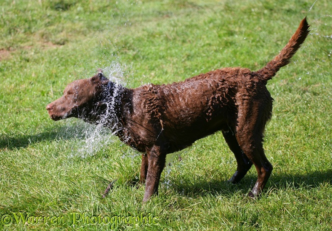 Chesapeake Bay Retriever dog, Teague, shaking himself after swimming. Series 1/6 showing how the shake starts at the head, working to the tail