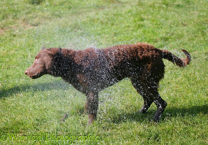 Chesapeake Bay Retriever dog, Teague, shaking himself after swimming. Series 3/6 showing how the shake starts at the head, working to the tail