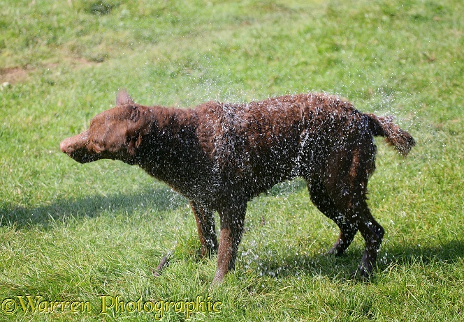 Chesapeake Bay Retriever dog, Teague, shaking himself after swimming. Series 4/6 showing how the shake starts at the head, working to the tail