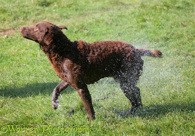 Chesapeake Bay Retriever dog, Teague, shaking himself after swimming. Series 5/6 showing how the shake starts at the head, working to the tail