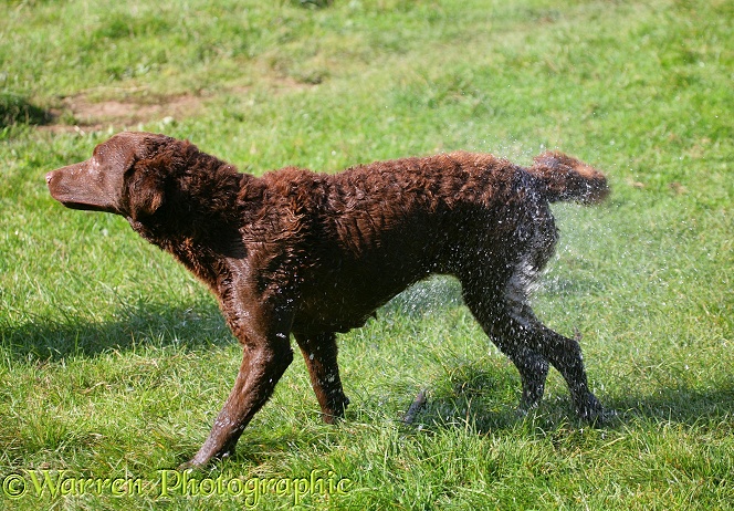 Chesapeake Bay Retriever dog, Teague, shaking himself after swimming. Series 6/6 showing how the shake starts at the head, working to the tail