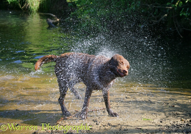 Chesapeake Bay Retriever dog, Teague, shaking himself after swimming