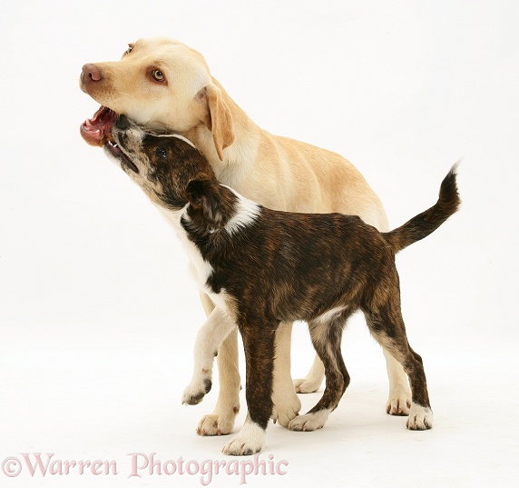 Yellow Labrador Retriever, Millie, playing with Border Collie pup, Brec, white background