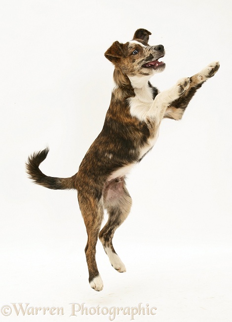 Brindle-and-white mongrel pup, Brec, leaping, white background