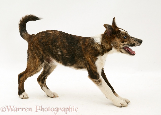 Playful brindle-and-white mongrel pup, Brec, white background