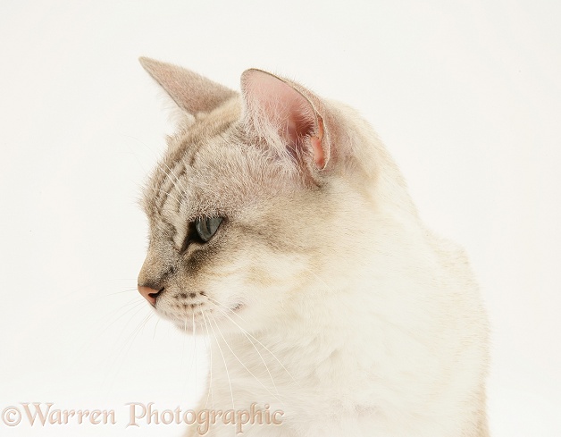 Bengal x Birman cat Spice, white background