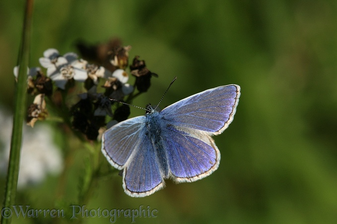 Common Blue Butterfly (Polyommatus icarus) male on Yarrow in late September.  Europe