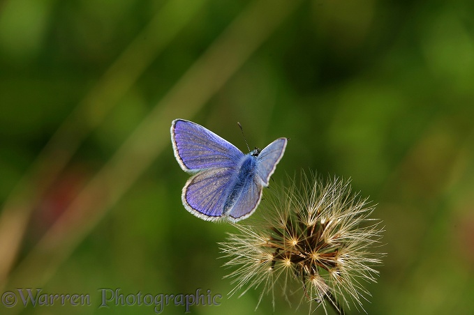 Common Blue Butterfly (Polyommatus icarus) male on hawkweed seed head.  Europe