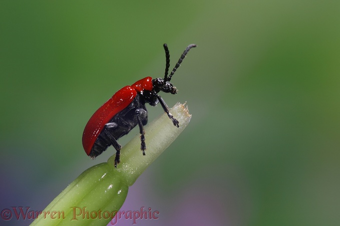 Lily Beetle (Lilioceris lilii)