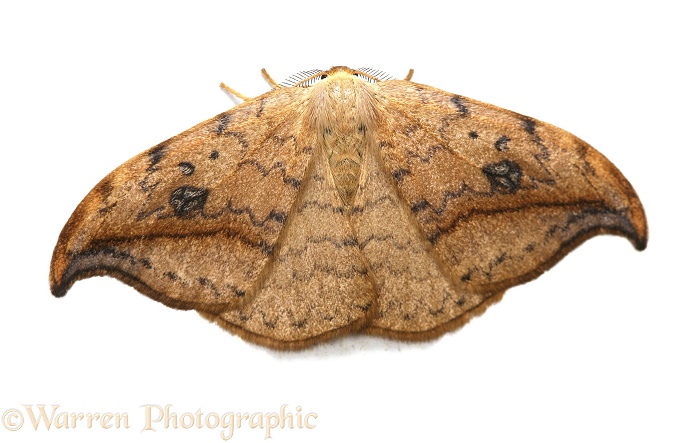 Pebble Hook-tip Moth (Drepana falcataria) male.  Europe, white background