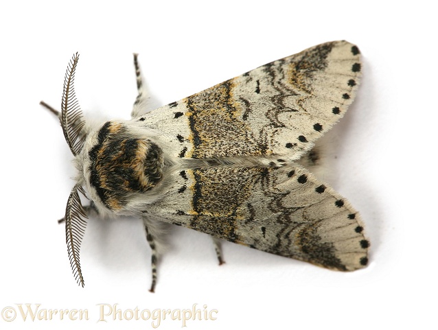 Poplar Kitten Moth (Harpyia bifida) male.  Europe, white background