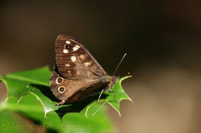Speckled Wood Butterfly (Pararge aegeria) male sunning on holly leaf.  Europe