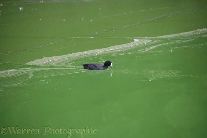 Coot (Fulica atra) swimming in water, thick with green algae