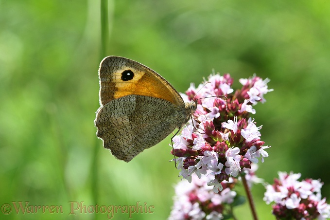 Meadow Brown Butterfly (Maniola jurtina) female feeding on Marjoram (Origanum vulgare).  Europe