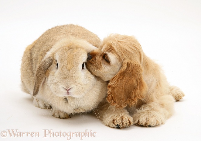Buff American Cocker Spaniel pup, China, 10 weeks old, with Sandy Lop rabbit, white background