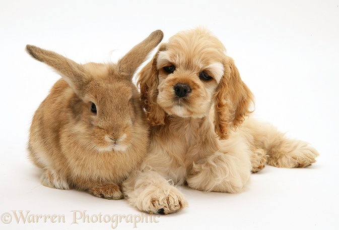 Buff American Cocker Spaniel pup, China, 10 weeks old, with Sandy Lionhead-cross rabbit, white background