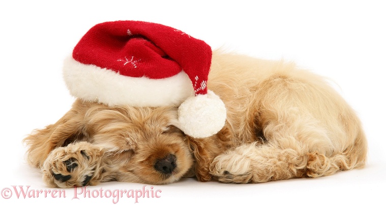 Buff American Cocker Spaniel pup, China, 10 weeks old, asleep with Father Christmas hat on, white background