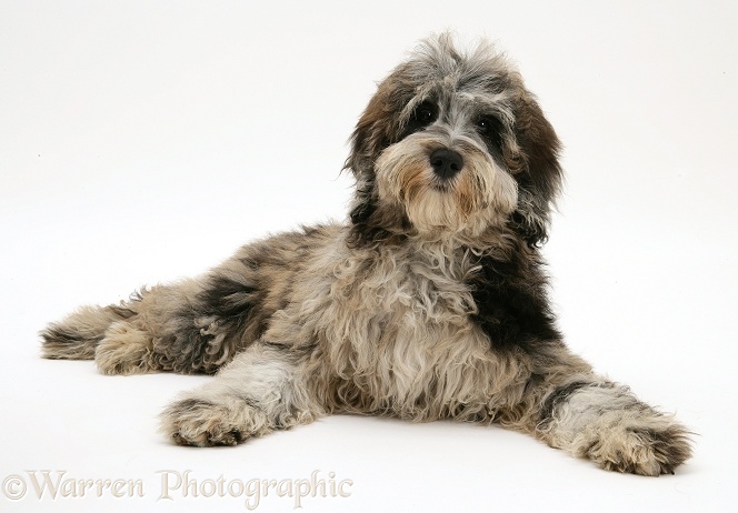 Blue merle Cadoodle bitch (Collie x Poodle), Kizzy, white background