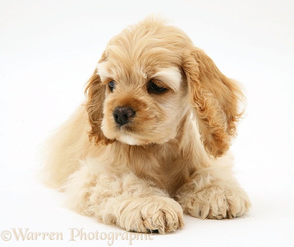 Buff American Cocker Spaniel pup, China, 10 weeks old, white background