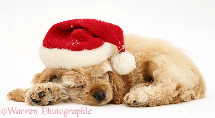 Buff American Cocker Spaniel pup, China, 10 weeks old, asleep with Father Christmas hat on, white background