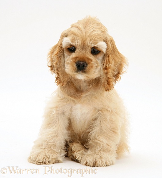 Buff American Cocker Spaniel pup, China, 10 weeks old, white background