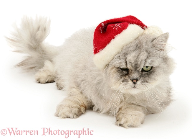 Silver tabby chinchilla Persian male cat Cosmos, wearing a Father Christmas hat, white background