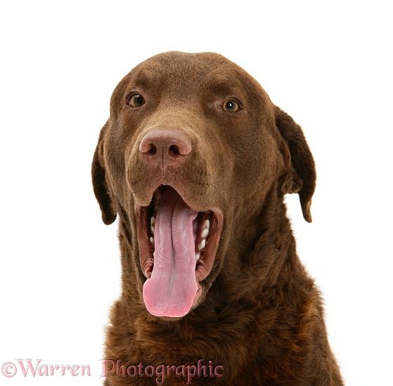 Chesapeake Bay Retriever dog, Teague, yawning, white background