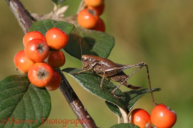 Dark Bush Cricket (Pholidoptera griseoaptera) female on Cotoneaster in September.  Europe