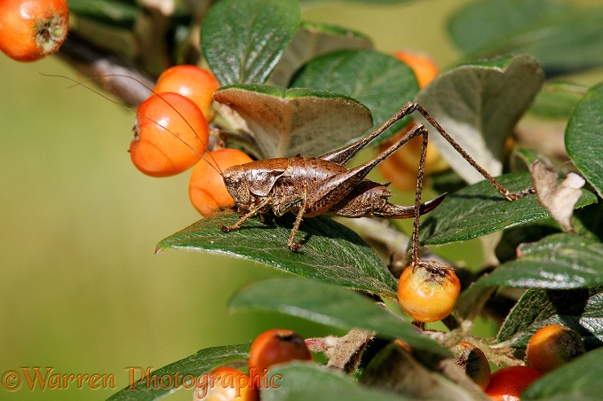 Dark Bush Cricket (Pholidoptera griseoaptera) female on Cotoneaster in September.  Europe