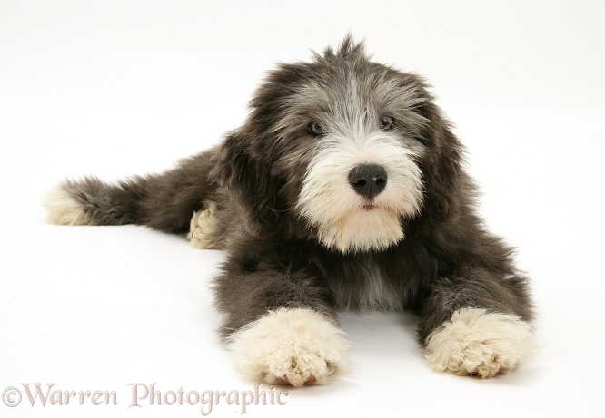 Blue Bearded Collie pup, Misty, 3 months old, white background