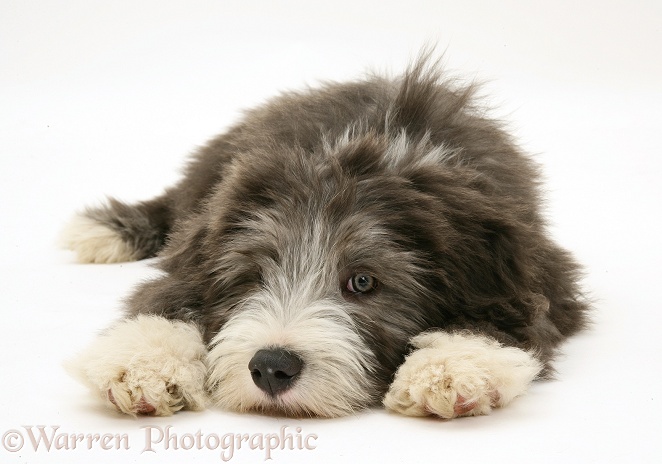 Blue Bearded Collie pup, Misty, 3 months old, lying with chin on floor, white background