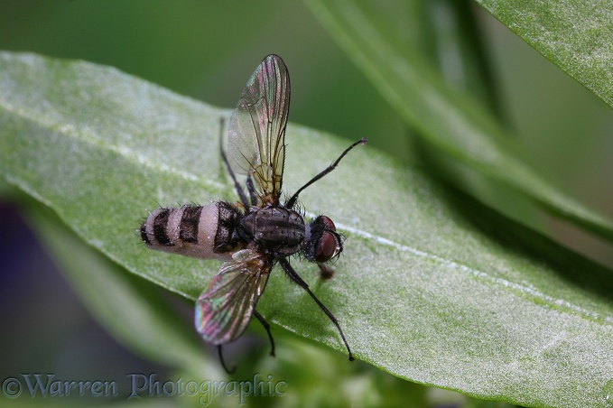 Fly (Diptera) killed by insect pathogenic fungus