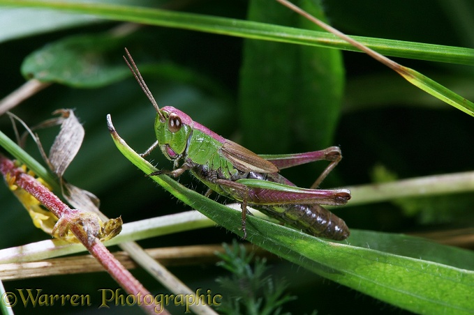 Meadow Grasshopper (Chorthippus parallelus) brachypterous female 'dorsal stripe' colour variant