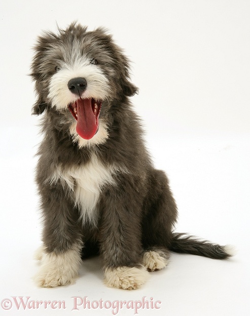 Blue Bearded Collie pup, Misty, 3 months old, white background