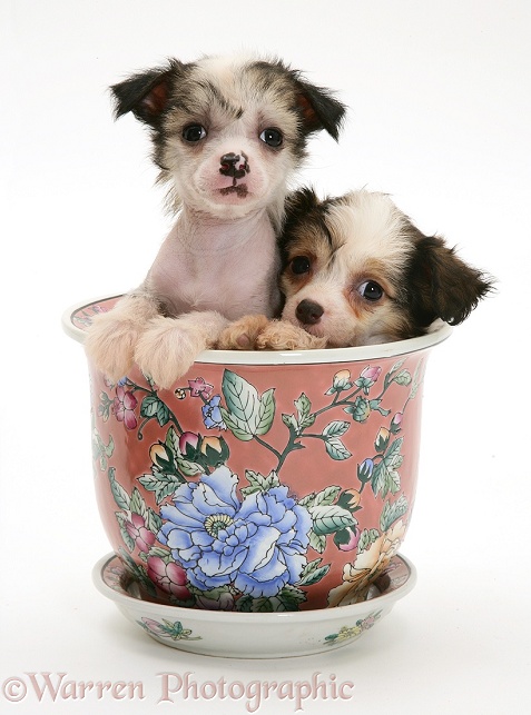 Chinese Crested pups in a Chinese pot, white background