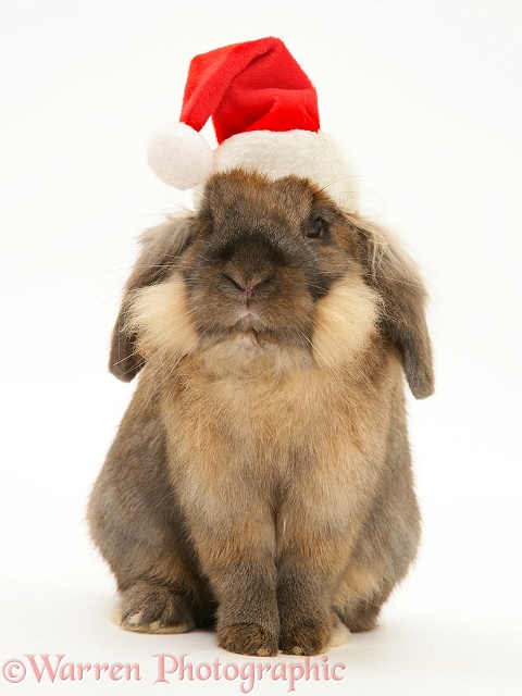 Lionhead rabbit with Santa hat on, white background