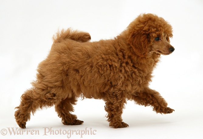 Red Toy Poodle pup, Reggie, 12 weeks old, white background