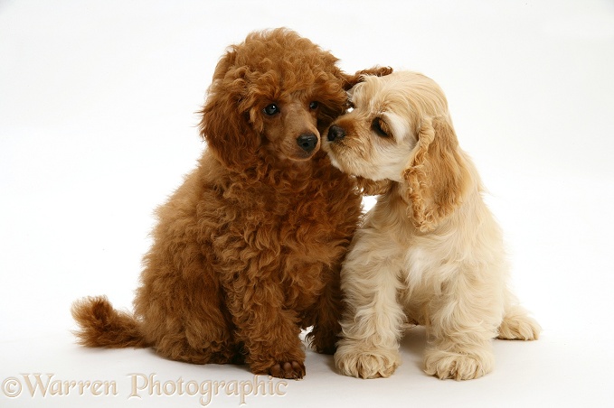 Red Toy Poodle pup, Reggie, 12 weeks old, with buff American Cocker Spaniel pup, China, 11 weeks old, white background