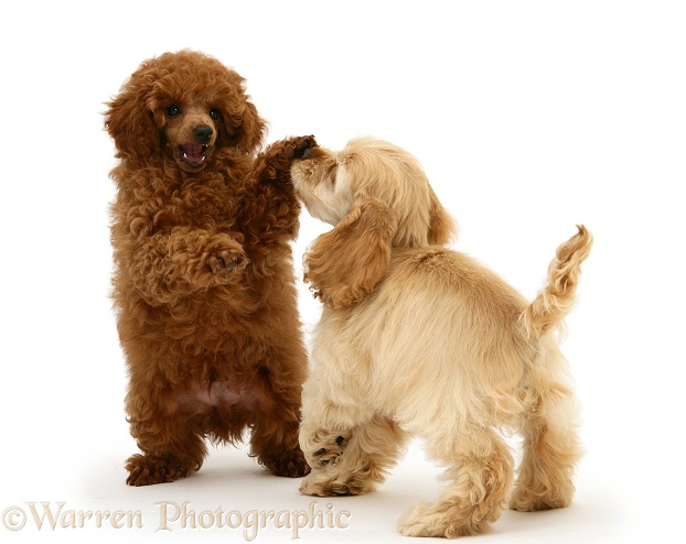 Red Toy Poodle pup, Reggie, 12 weeks old, play-fighting with buff American Cocker Spaniel pup, China, 11 weeks old, white background